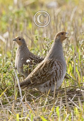 Pair of Grey Partridge DM0548